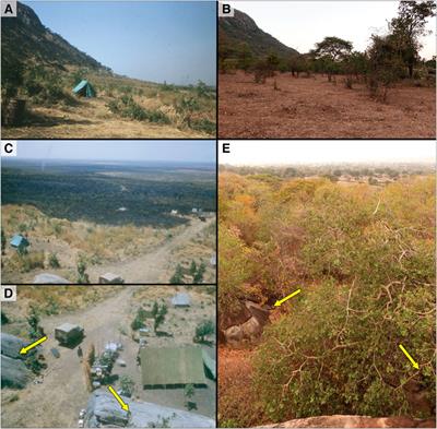 Geoarchaeology and Heritage Management: Identifying and Quantifying Multi-Scalar Erosional Processes at Kisese II Rockshelter, Tanzania